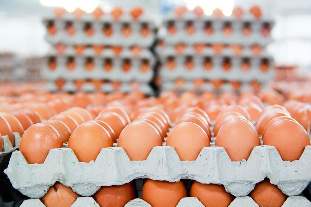 العراقيون-يستهلكون-7-مليارات-بيضة-سنويا-واستيراد-بنحو-900-مليون-دولار